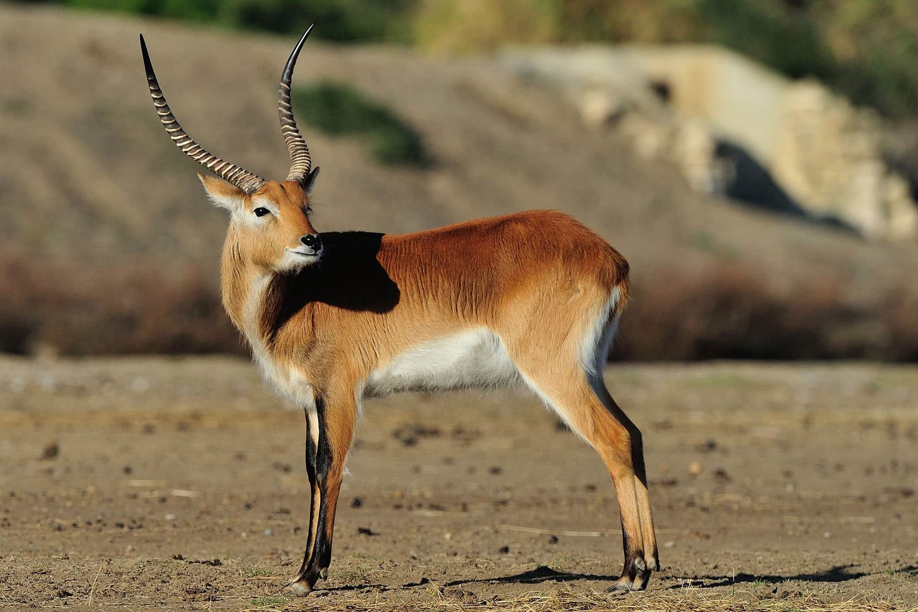lechwe