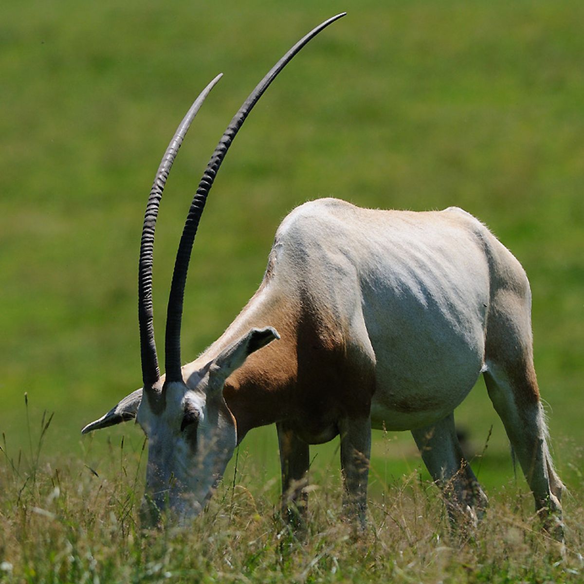 oryx