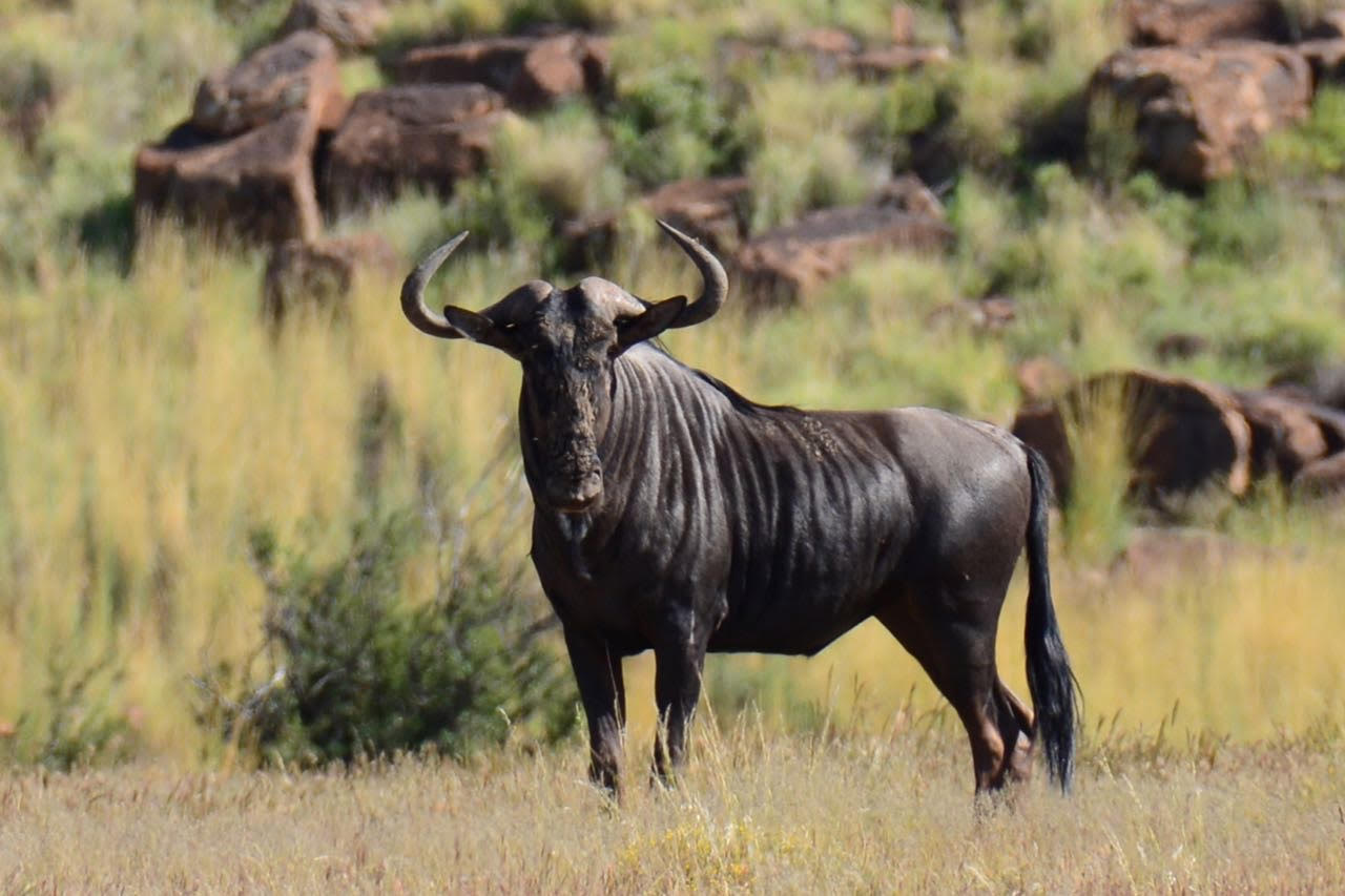 Blue Wildebeest Bulls
