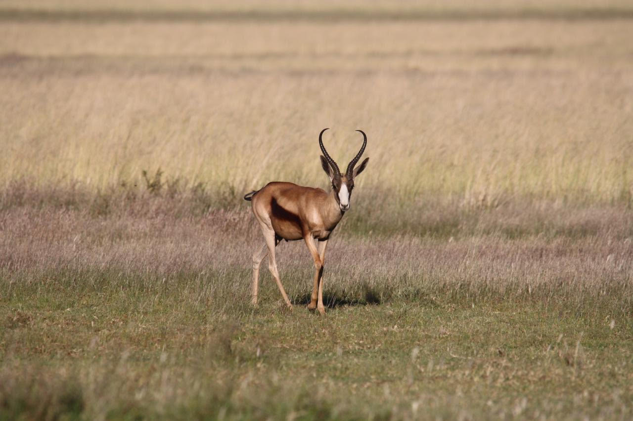 Springbok Koper