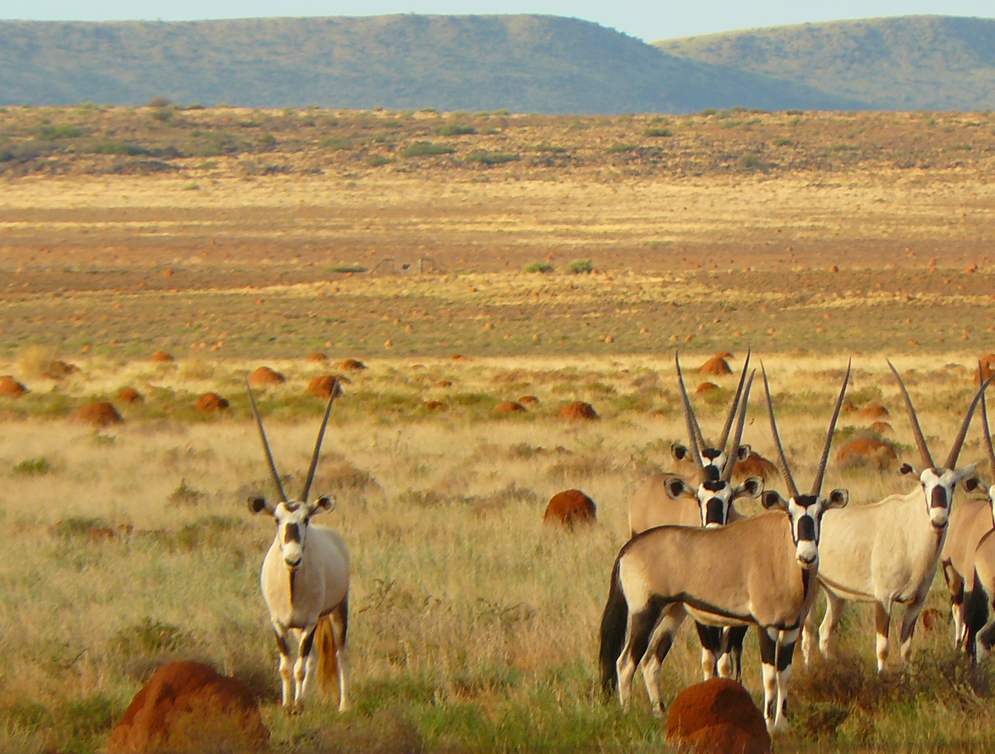 Oryx